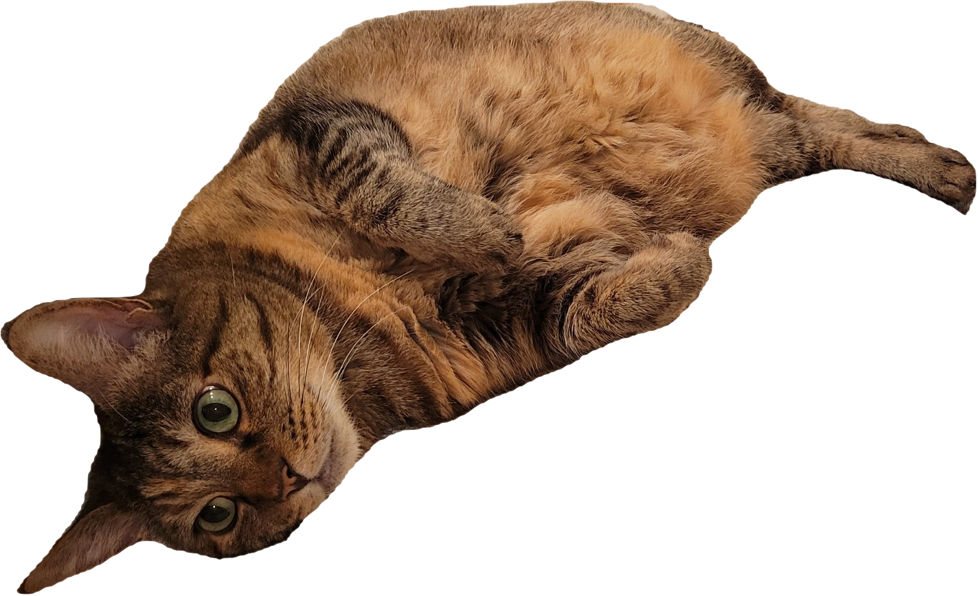 Iris ₍^. .^₎⟆